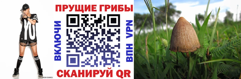 Галлюциногенные грибы MAGIC MUSHROOMS блэк спрут вход Плёс